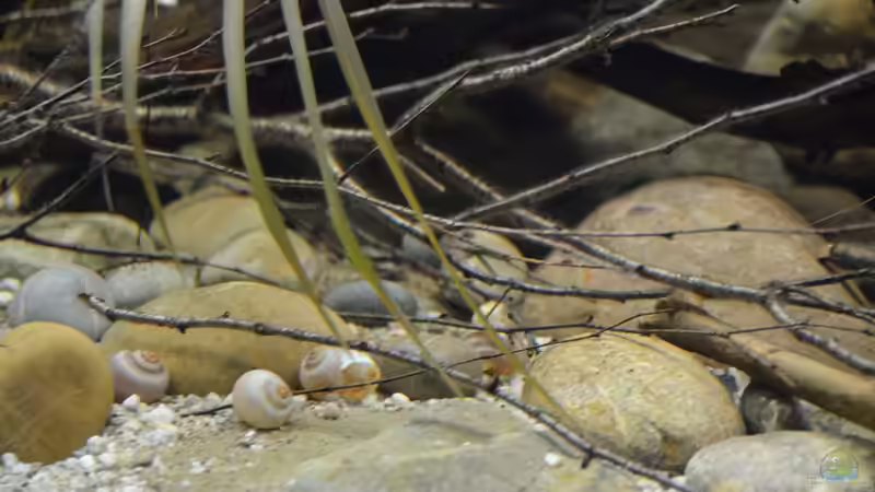 Aquarium Cameroon beauties / Nur noch Beispiel / von Didi (7)