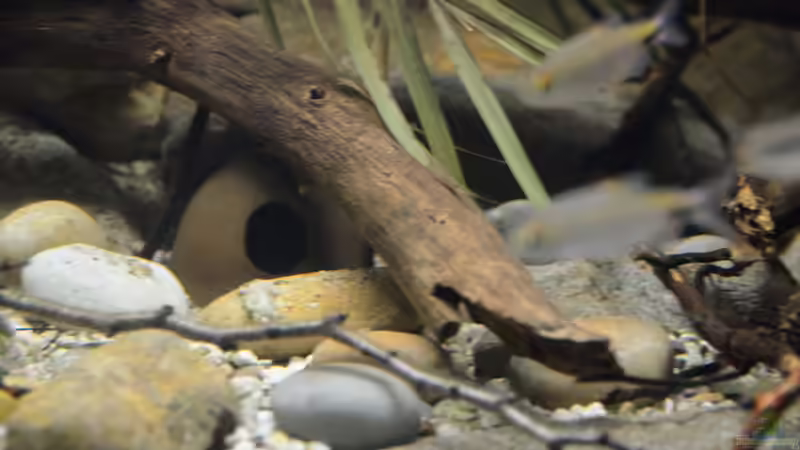 Aquarium Cameroon beauties / Nur noch Beispiel / von Didi (8)