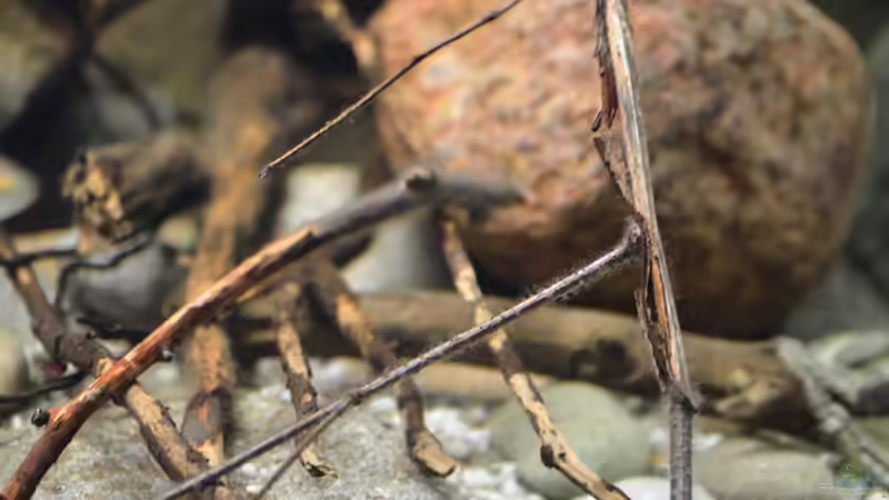 Aquarium Cameroon beauties / Nur noch Beispiel / von Didi (9)