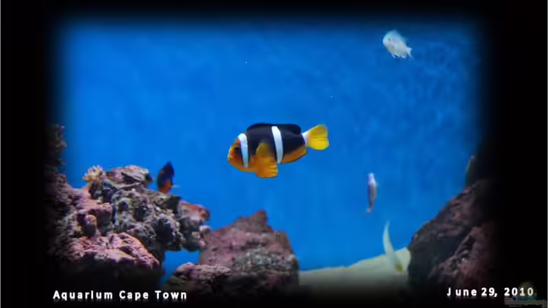 AQUARIUM Cape Town - immer ein Besuch wert