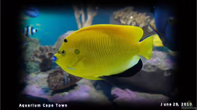 AQUARIUM Cape Town - immer ein Besuch wert