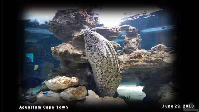 AQUARIUM Cape Town - immer ein Besuch wert