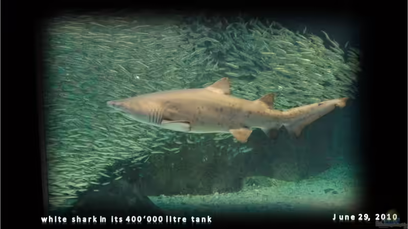 AQUARIUM Cape Town - immer ein Besuch wert