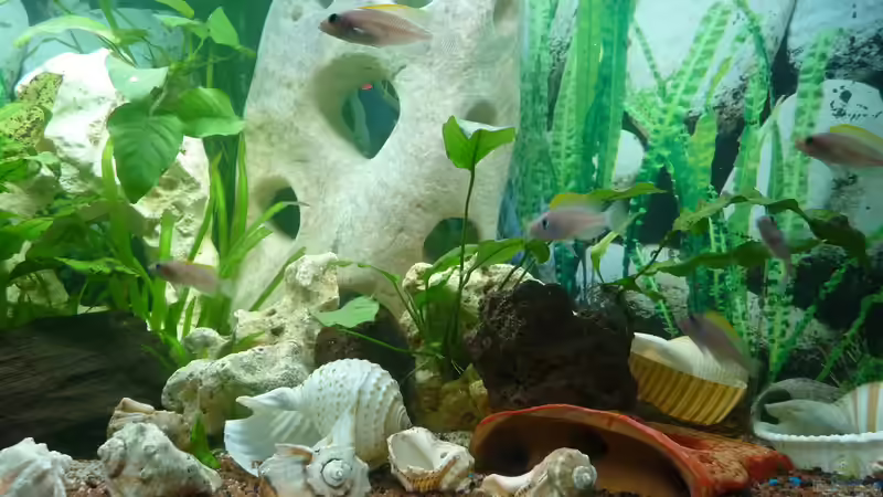 Aquarium Caudopunc Home (aufgelöst) von Nordic (2)