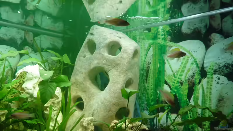 Aquarium Caudopunc Home (aufgelöst) von Nordic (3)