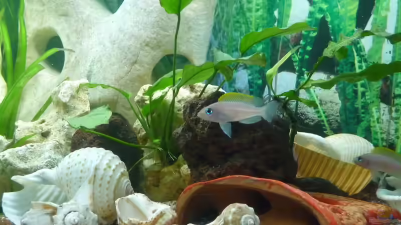 Aquarium Caudopunc Home (aufgelöst) von Nordic (5)