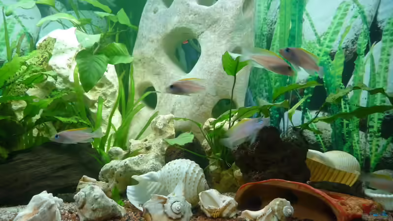 Aquarium Caudopunc Home (aufgelöst) von Nordic (7)