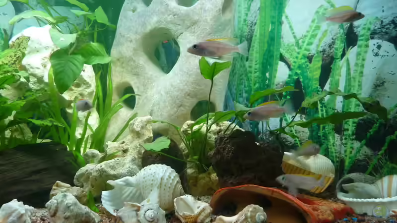 Aquarium Caudopunc Home (aufgelöst) von Nordic (8)