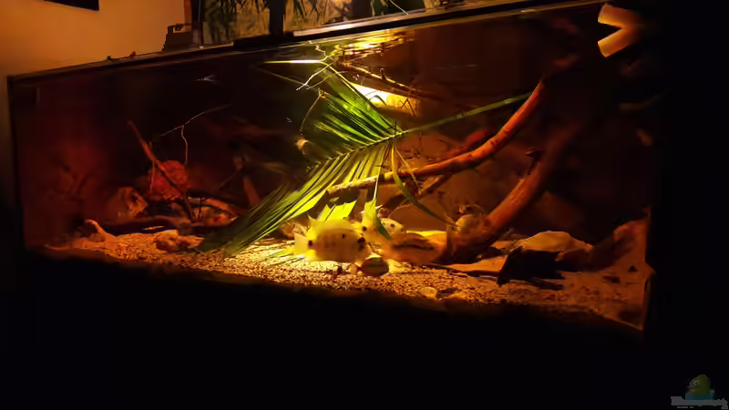 Aquarium Central Park von Leo-FAN (10)