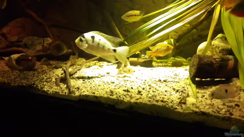 Aquarium Central Park von Leo-FAN (16)