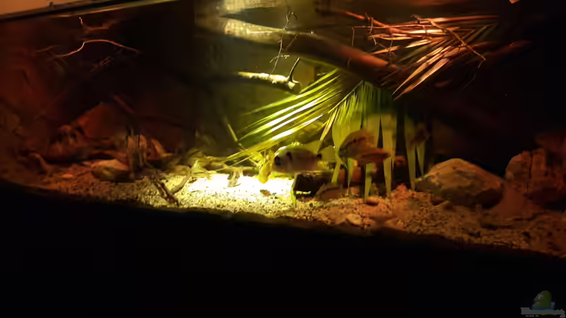 Aquarium Central Park von Leo-FAN (17)