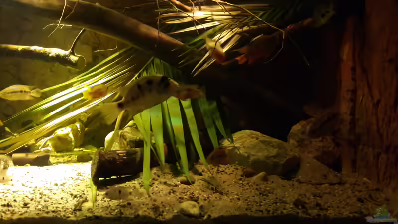 Aquarium Central Park von Leo-FAN (18)