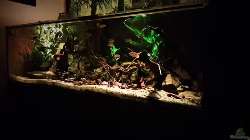 Aquarium Central Park von Leo-FAN (19)