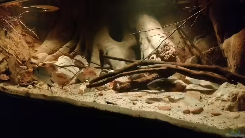 Aquarium Central Park von Leo-FAN (2)