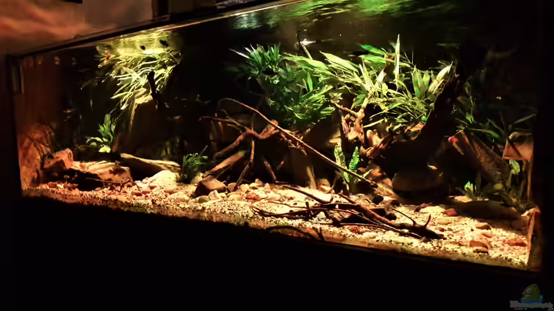 Aquarium Central Park von Leo-FAN (20)