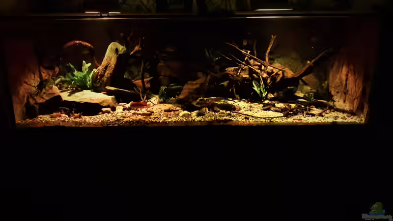 Aquarium Central Park von Leo-FAN (23)