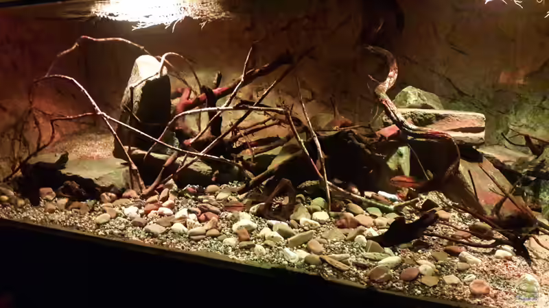 Aquarium Central Park von Leo-FAN (24)