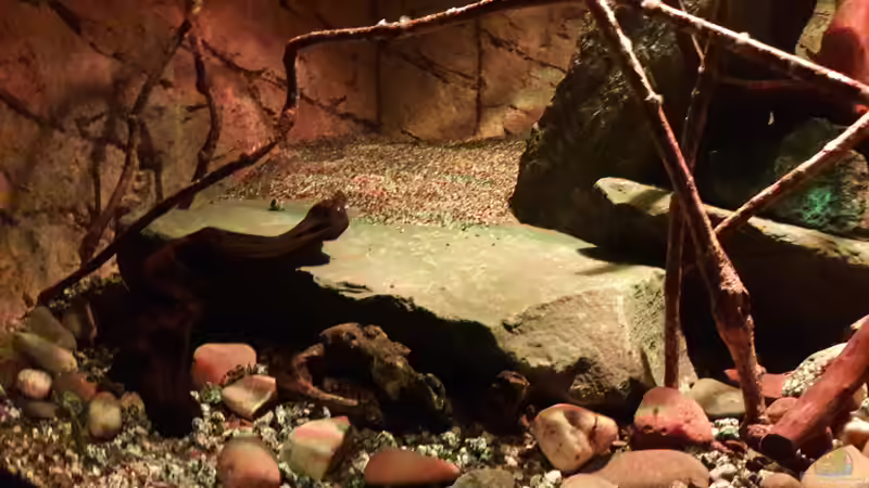 Aquarium Central Park von Leo-FAN (25)