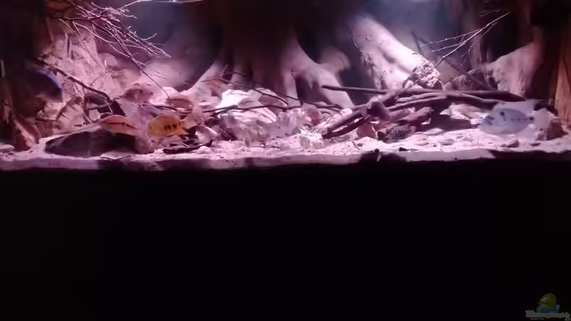 Aquarium Central Park von Leo-FAN (3)