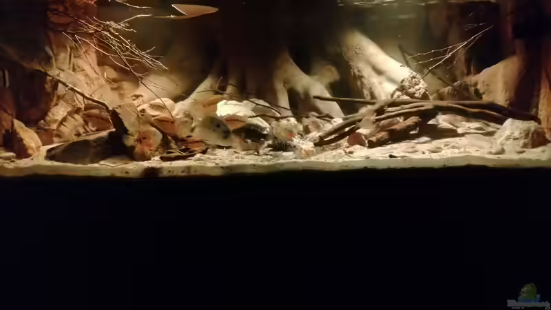 Aquarium Central Park von Leo-FAN (6)