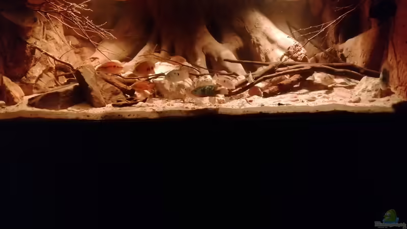 Aquarium Central Park von Leo-FAN (7)