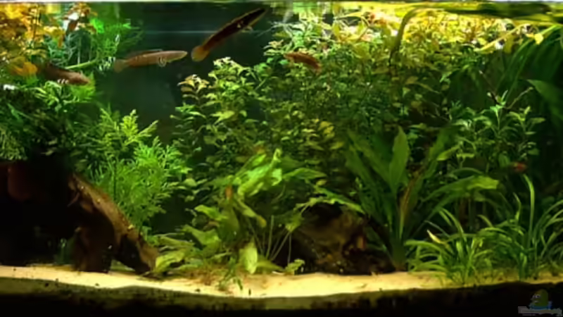 Aquarium Channa-fever C. pulchra von Mario74 (4)