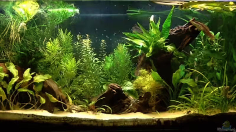 Aquarium Channa-fever C. pulchra von Mario74 (7)