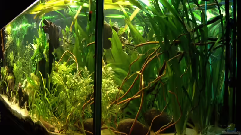 Aquarium Channa-fever C. pulchra von Mario74 (8)