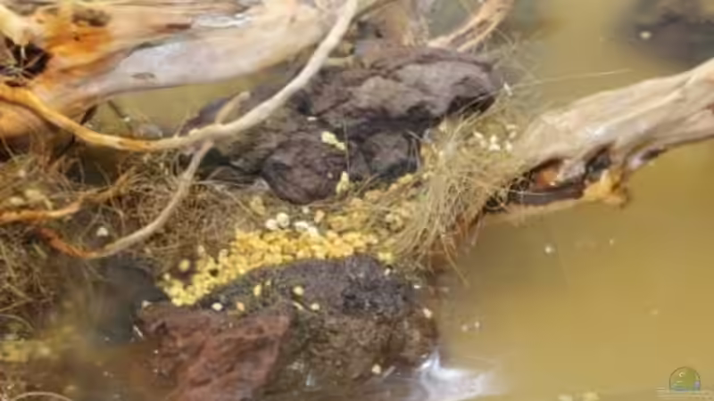 Aquarium Chao phraya von lomarraco (11)