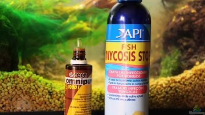 Aquarium Chao phraya von lomarraco (14)