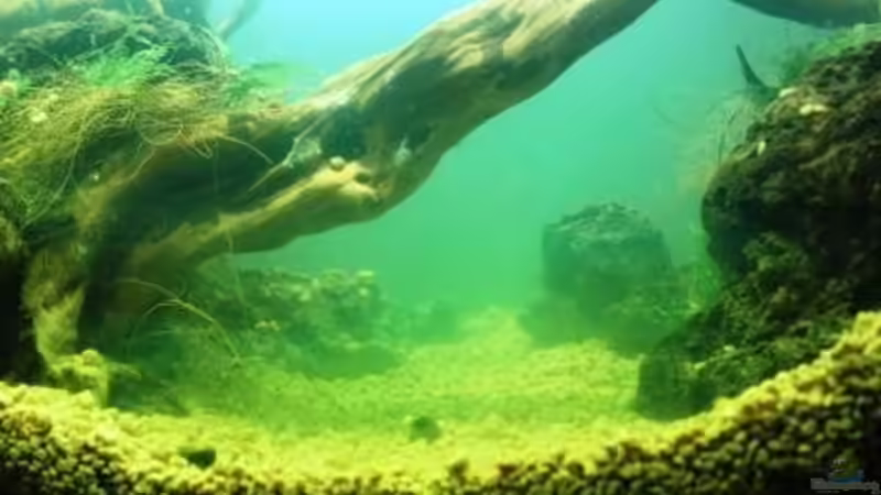 Aquarium Chao phraya von lomarraco (16)