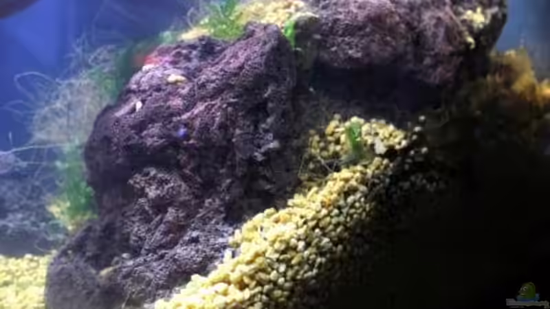 Aquarium Chao phraya von lomarraco (18)