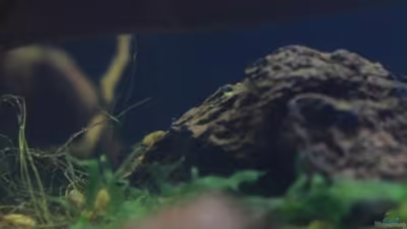 Aquarium Chao phraya von lomarraco (19)