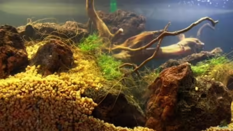 Aquarium Chao phraya von lomarraco (20)