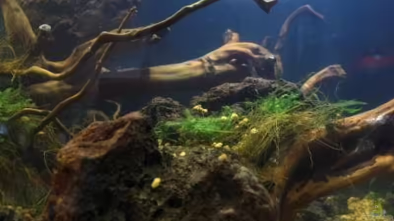 Aquarium Chao phraya von lomarraco (21)