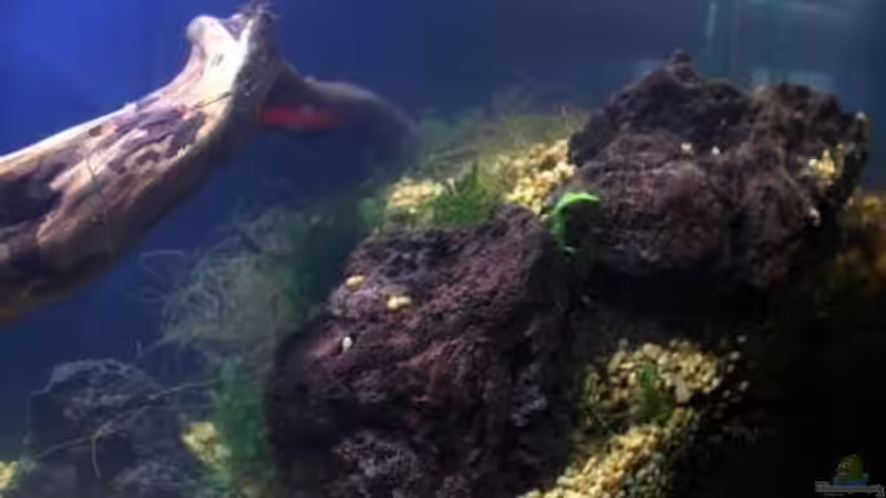 Aquarium Chao phraya von lomarraco (23)