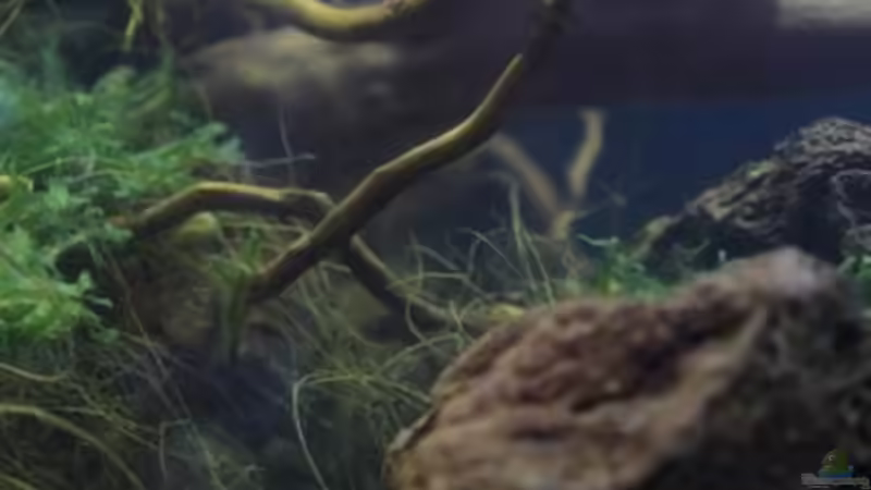 Aquarium Chao phraya von lomarraco (24)