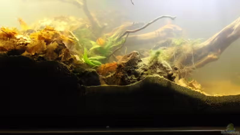 Aquarium Chao phraya von lomarraco (25)