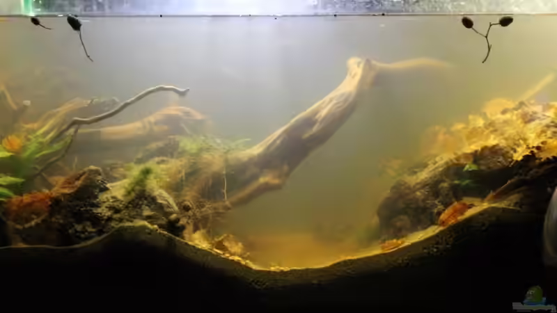 Aquarium Chao phraya von lomarraco (26)