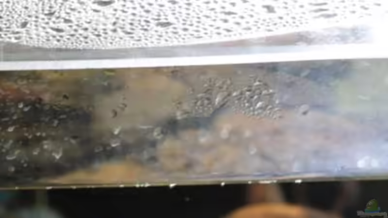 Aquarium Chao phraya von lomarraco (28)