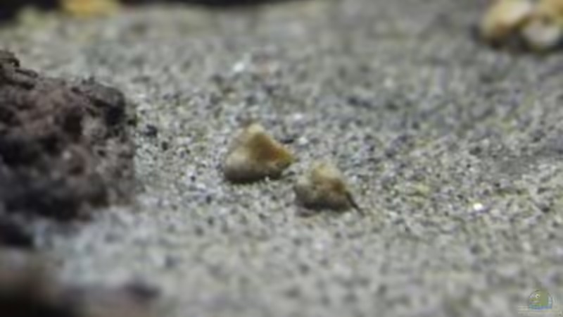 Aquarium Chao phraya von lomarraco (3)