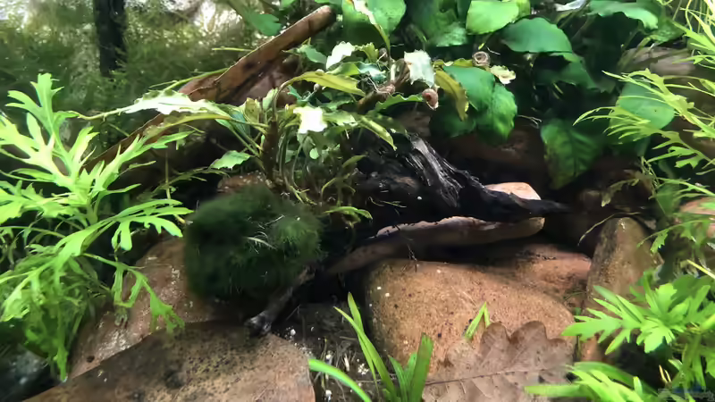 Aquarium Cherax Pulcher von derflo (4)