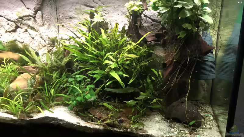 Aquarium Cherax Pulcher von derflo (5)