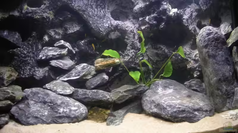 Aquarium Chilumba School von magunga rock (5)