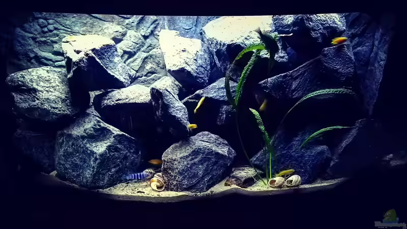 Aquarium Chindongo Saulosi Artenbecken von SeCo89 (2)