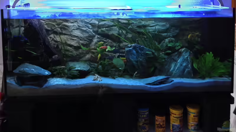 Aquarium Chrisly on Malawi von Chrisly (2)