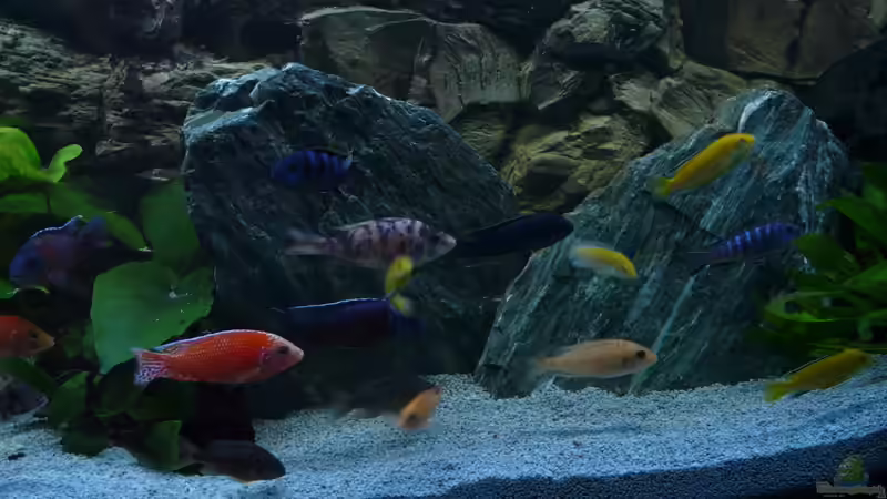 Aquarium Chrisly on Malawi von Chrisly (5)