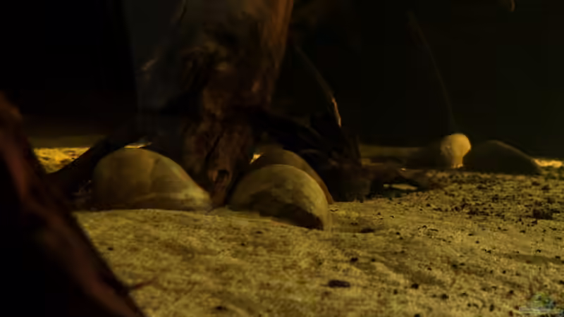 Aquarium Cichlid Pearls vekauft von die Perle... (14)