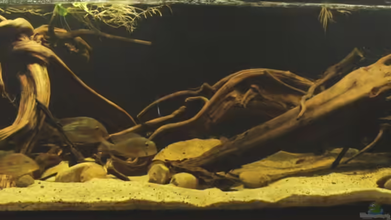 Aquarium Cichlid Pearls vekauft von die Perle... (2)