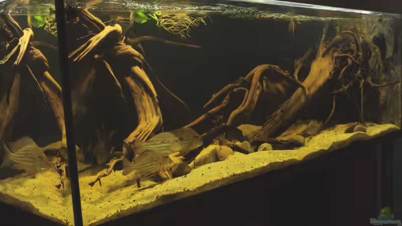 Aquarium Cichlid Pearls vekauft von die Perle... (3)